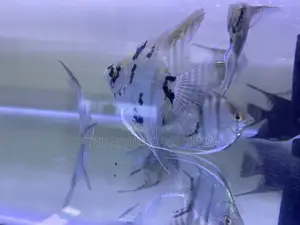Live Angelfish for Sale – Bold and Peaceful