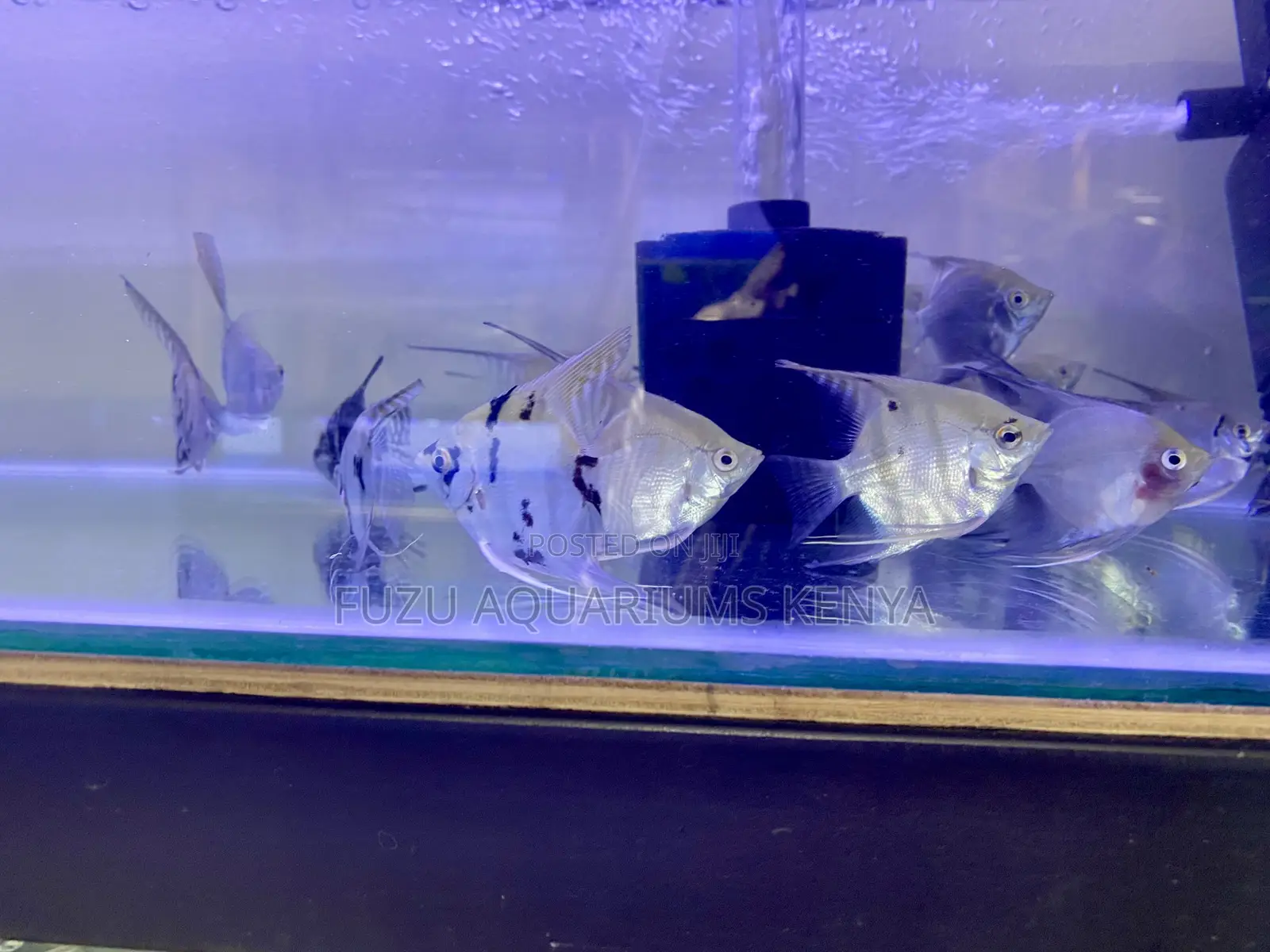 Premium Angelfish – Top-Quality Stock