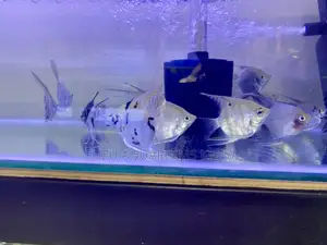 Premium Angelfish – Top-Quality Stock