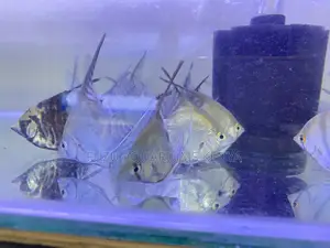 Aquarium-Ready Angelfish – Easy to Maintain