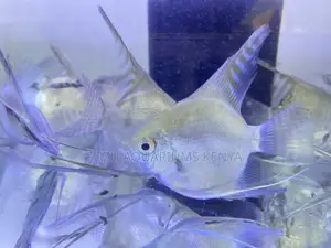 Peaceful Angelfish – Great for Community Aquariums
