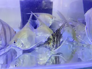 Long-Fin Angelfish – Perfect for Planted Tanks