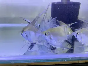 Hardy Angelfish – Beautiful Easy to Keep