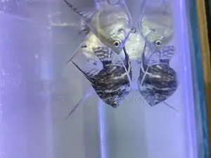 Mixed Variety Angelfish – Colorful and Peaceful