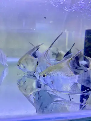 Tropical Elegance – Buy Angelfish Today