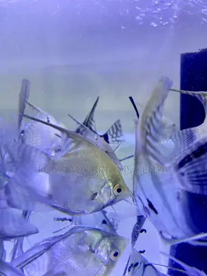 Captivating Angelfish – Great for Beginners