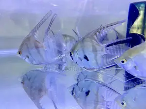 Angelfish Breeding Pairs – Grace in Pairs