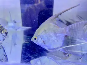 Freshwater Angelfish – Calm and Beautiful
