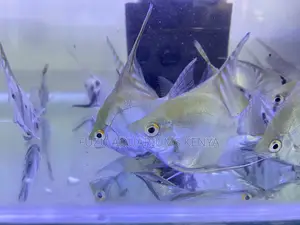 Assorted Freshwater Angelfish – Order Now