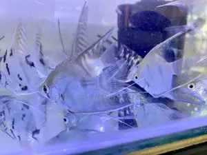 Elegant Angelfish for Sale