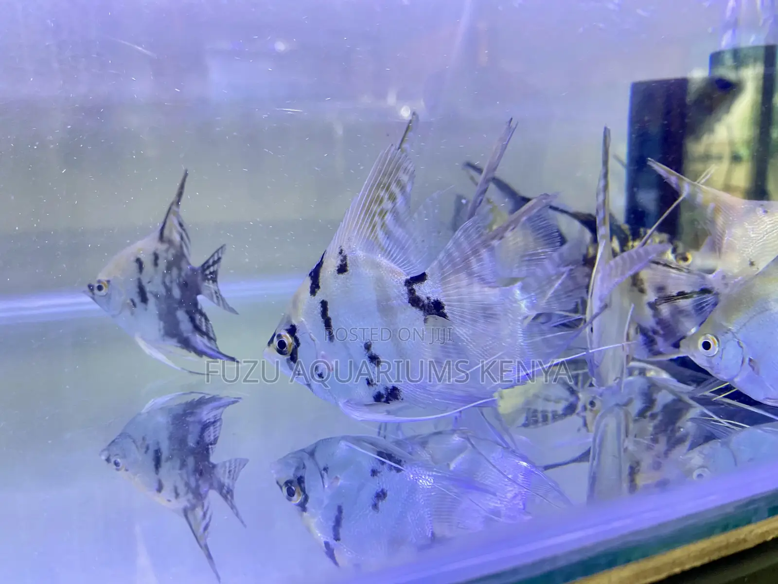 Angelfish Combo – Perfect for Decor Tanks