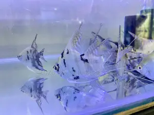 Angelfish Combo – Perfect for Decor Tanks