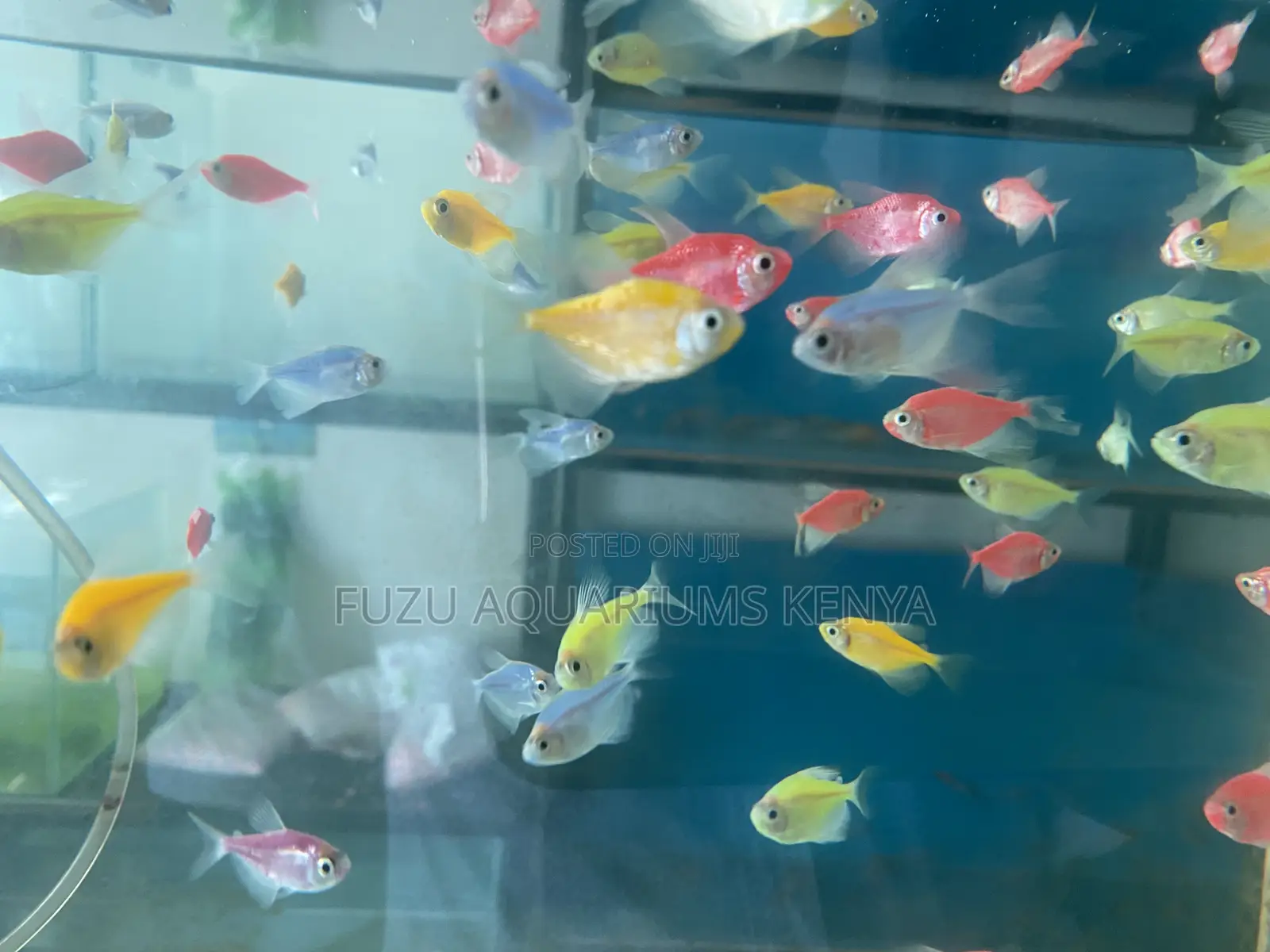 Brighten Your Tank With Mixed Glotetras