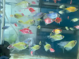 Mixed Glotetras for Sale – Vibrant Peaceful