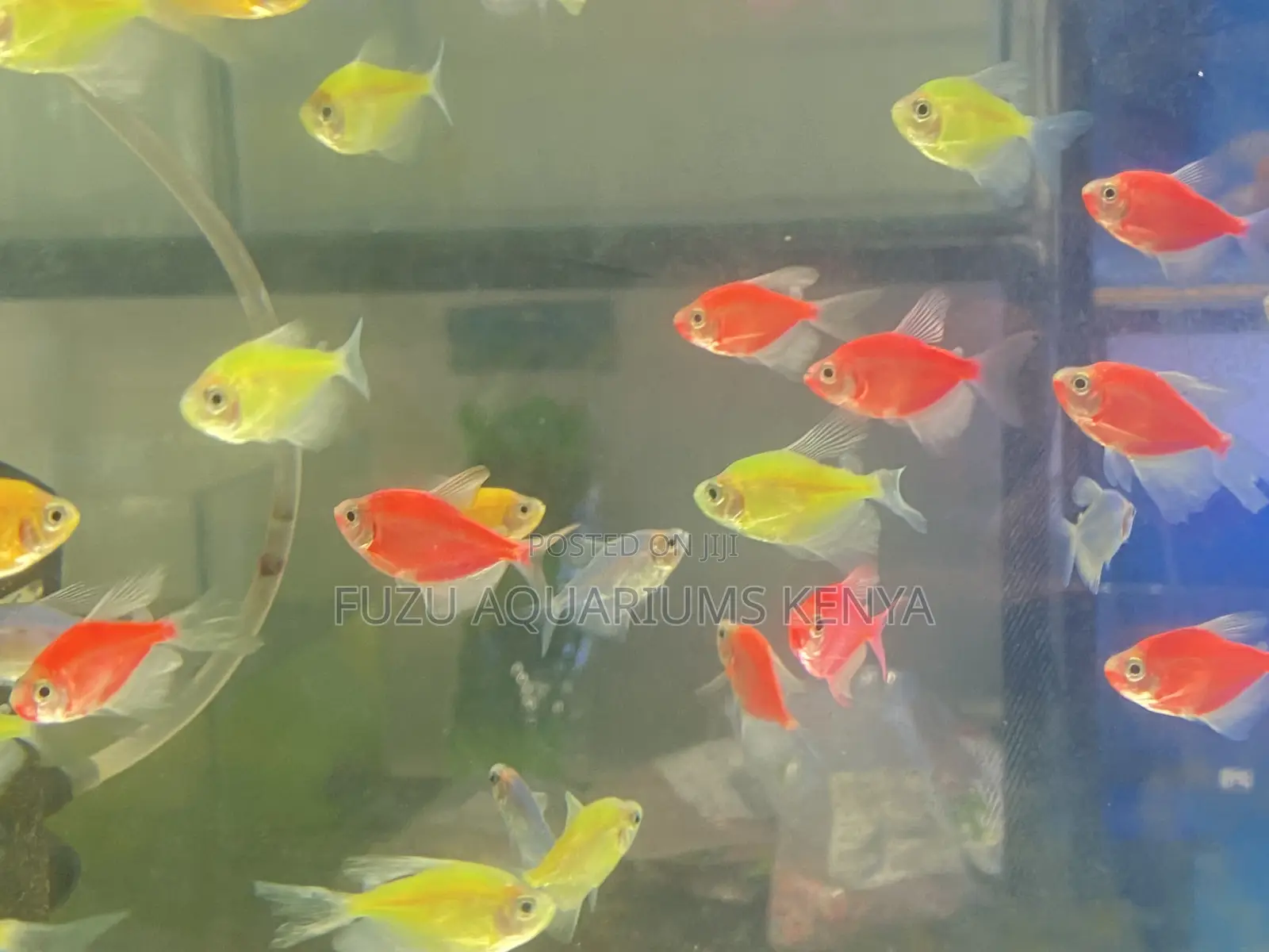 Glow in Motion – Mixed Glotetras Collection