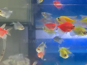 Glotetras That Shine – Choice of 5 Colors