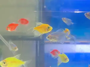 Mixed Neon Glotetras – Kids Will Love Them!
