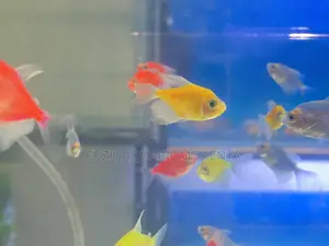 Yellow Glotetras – Little Drops of Sunshine