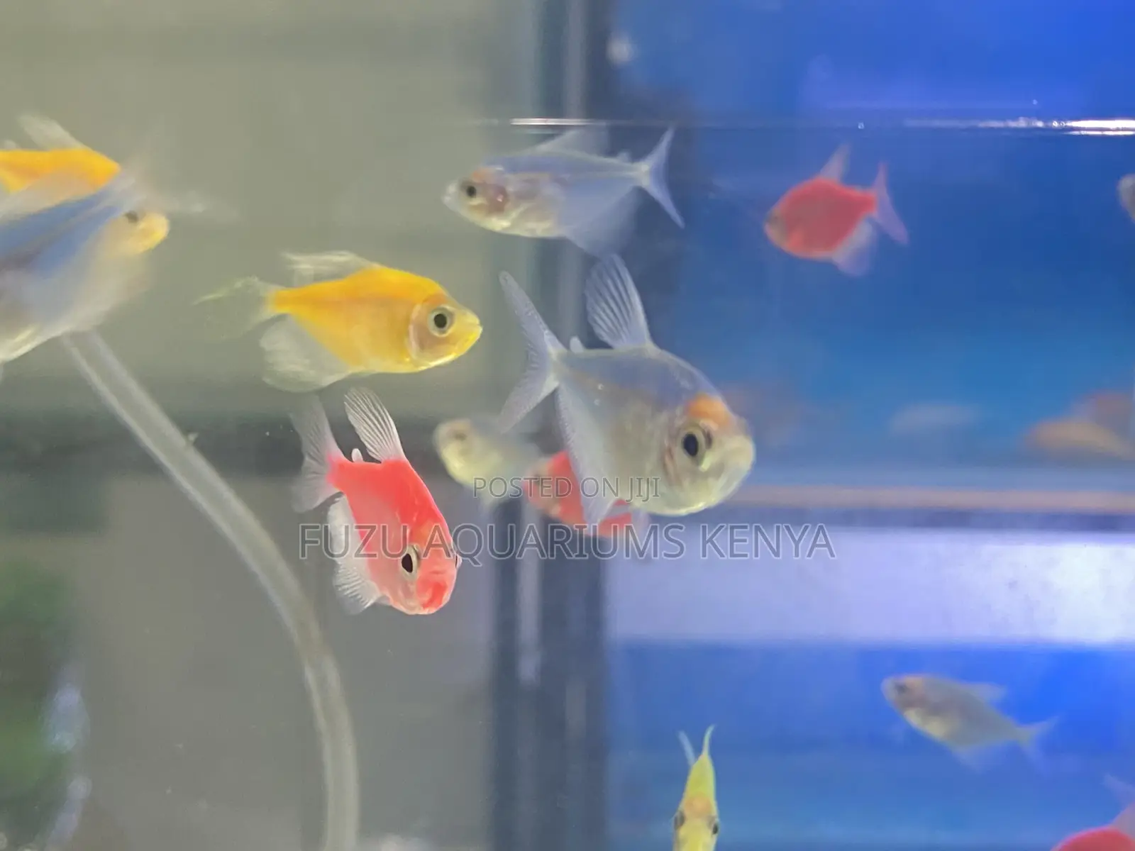 Add Flash Flair With Glotetras