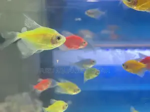 Glotetras – The Stars of Your Tank
