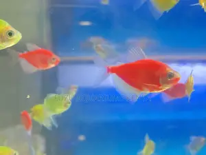 Shimmering School of Mixed Glotetras