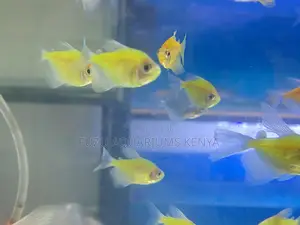 Glotetras – The Glow-Up Your Tank Needs