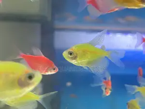 Vibrant Glotetras in All 5 Colors