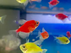 Green Pink Glotetras – Bright Gentle