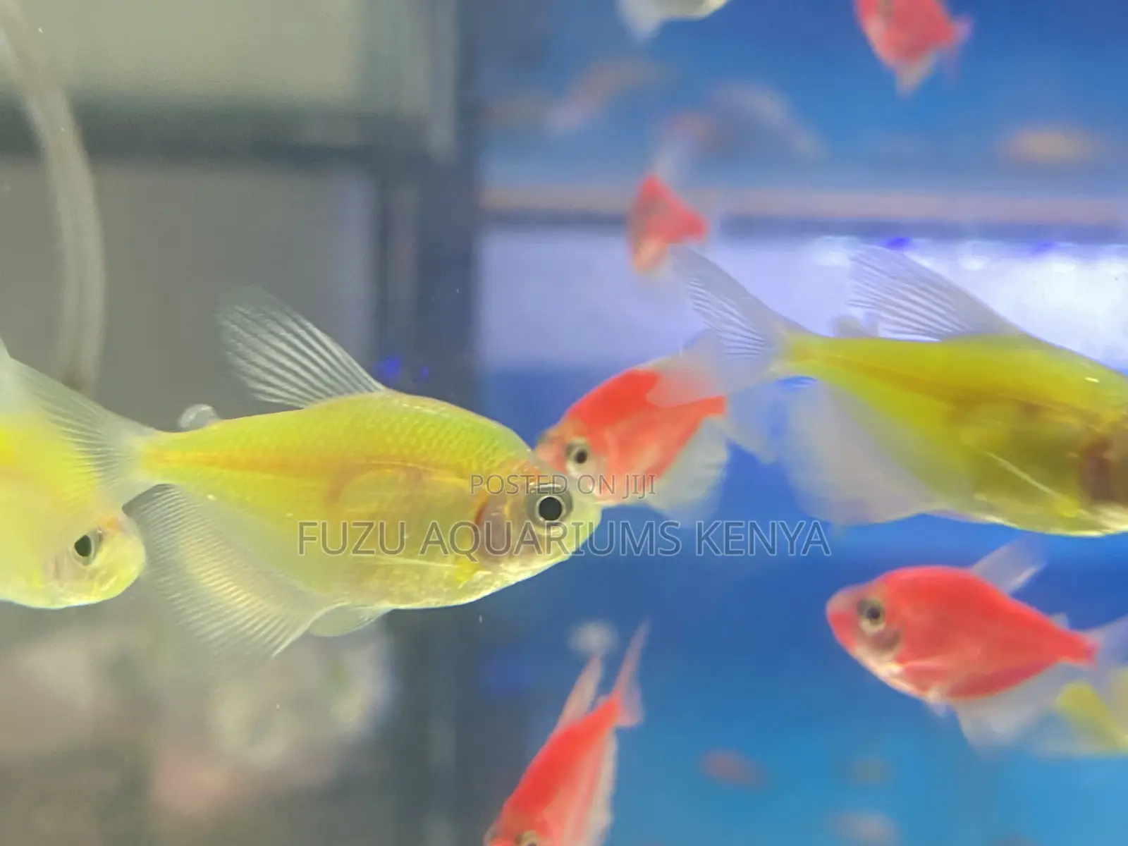 Green Pink Glotetras – Soothing Blend
