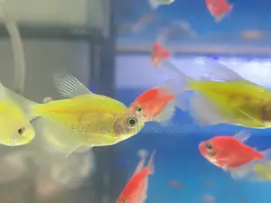 Green Pink Glotetras – Soothing Blend