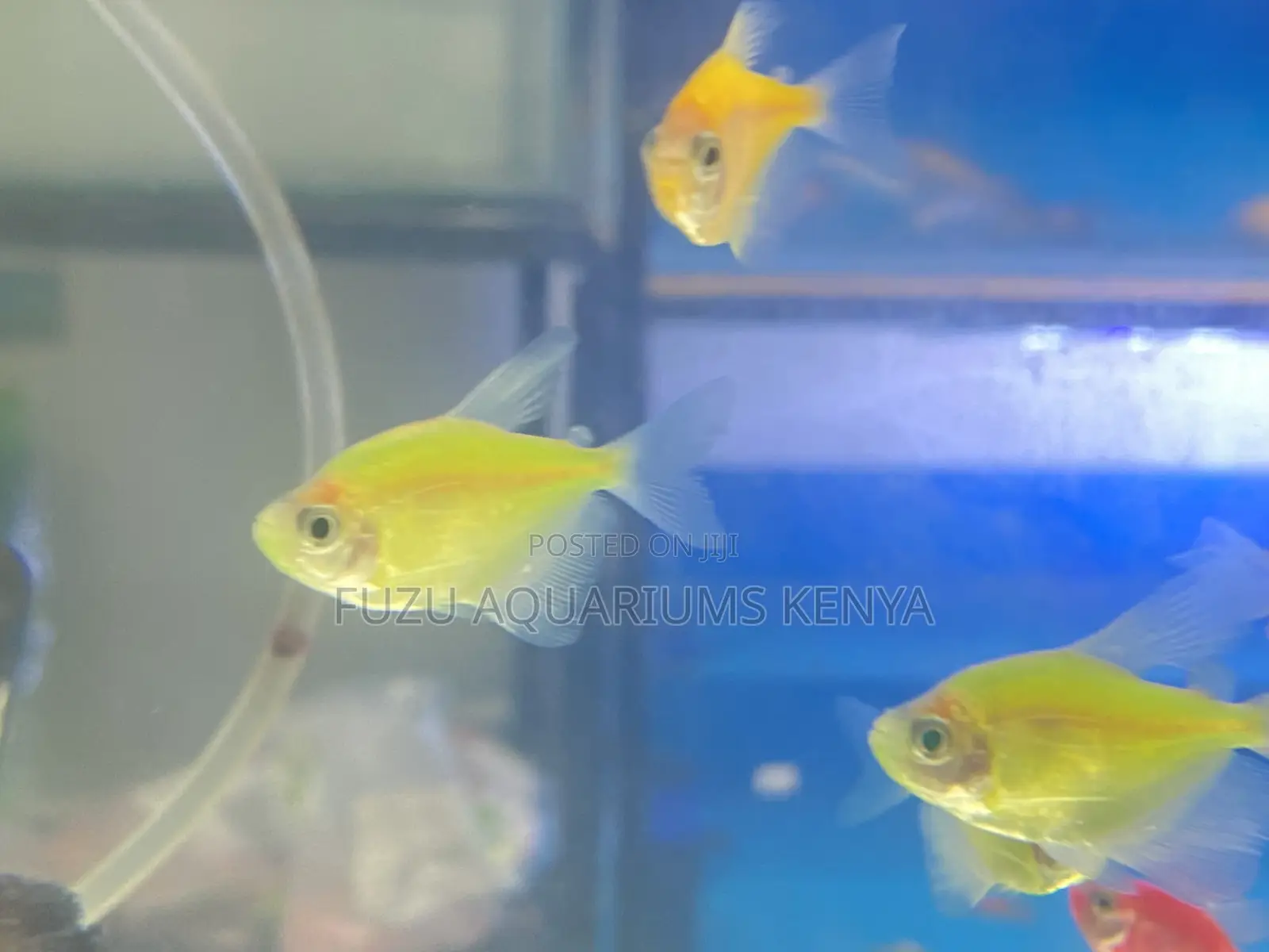 Yellow Green Glotetras Combo – Color Splash