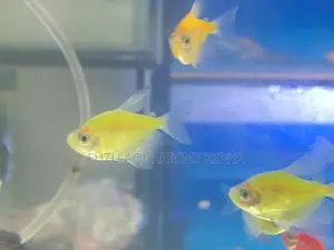 Yellow Green Glotetras Combo – Color Splash