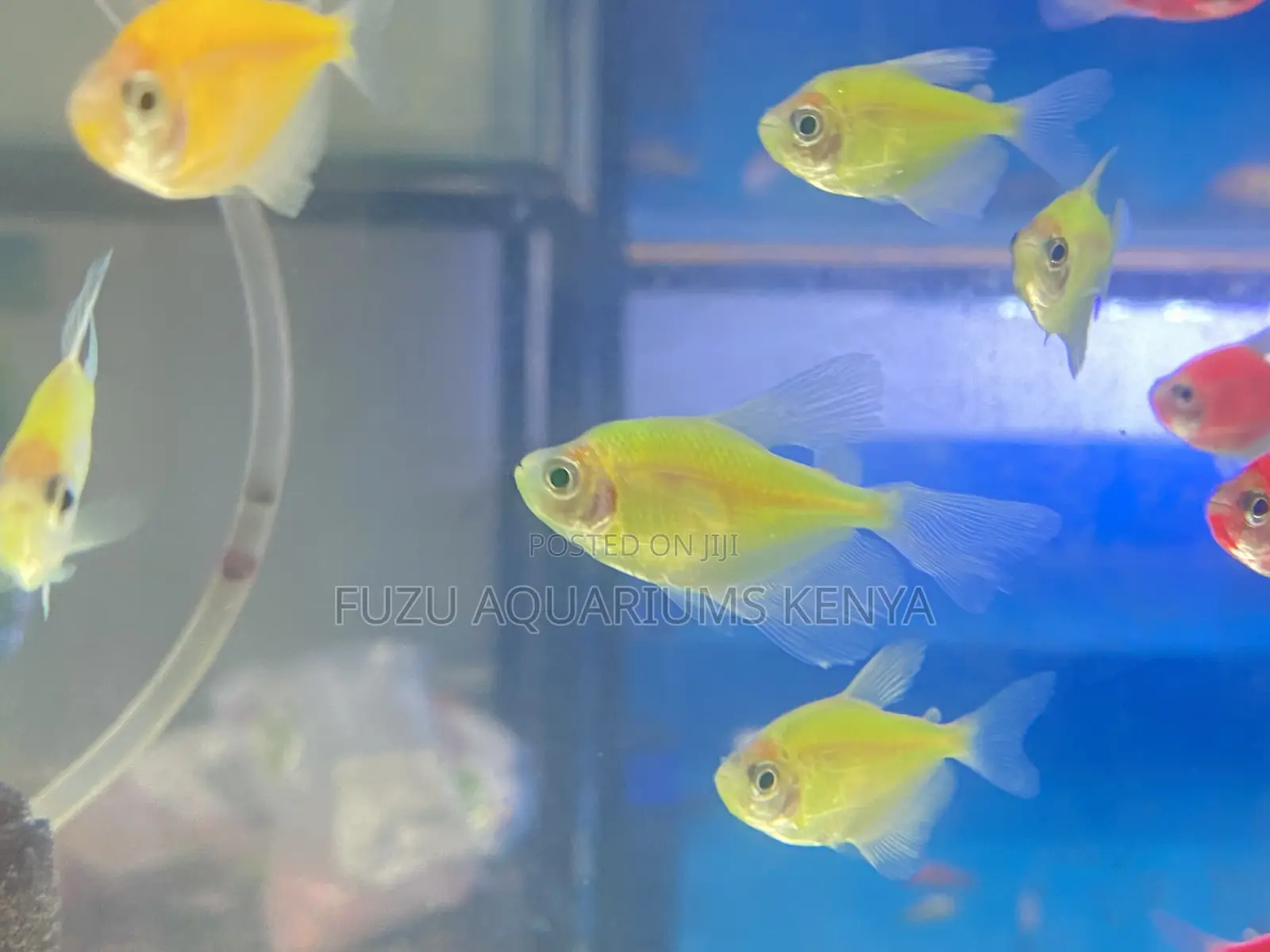 Green Yellow Glotetras – Soothing Blend