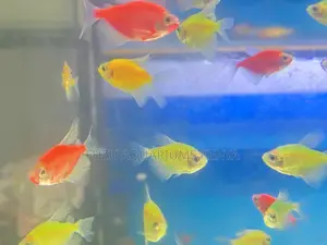 Multicolored Glotetras for Community Tanks
