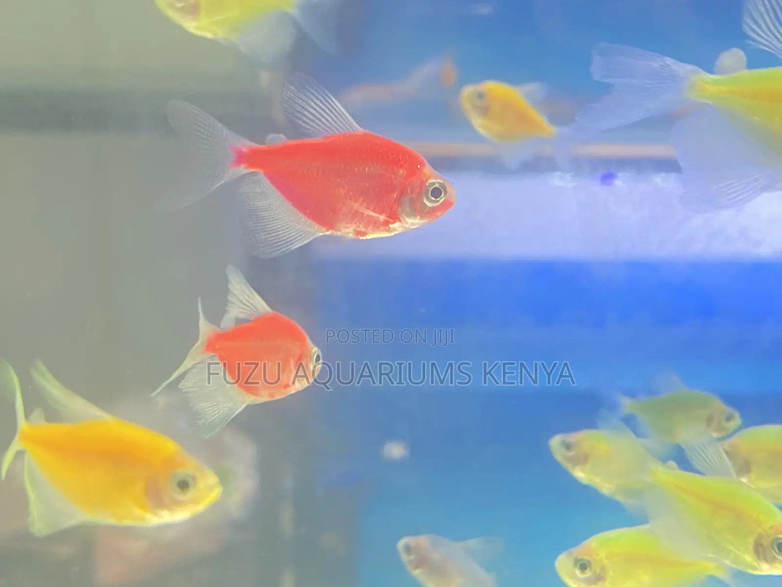 Glow Pack – All 5 Glotetra Colors Included