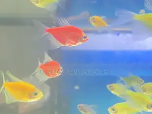 Glow Pack – All 5 Glotetra Colors Included