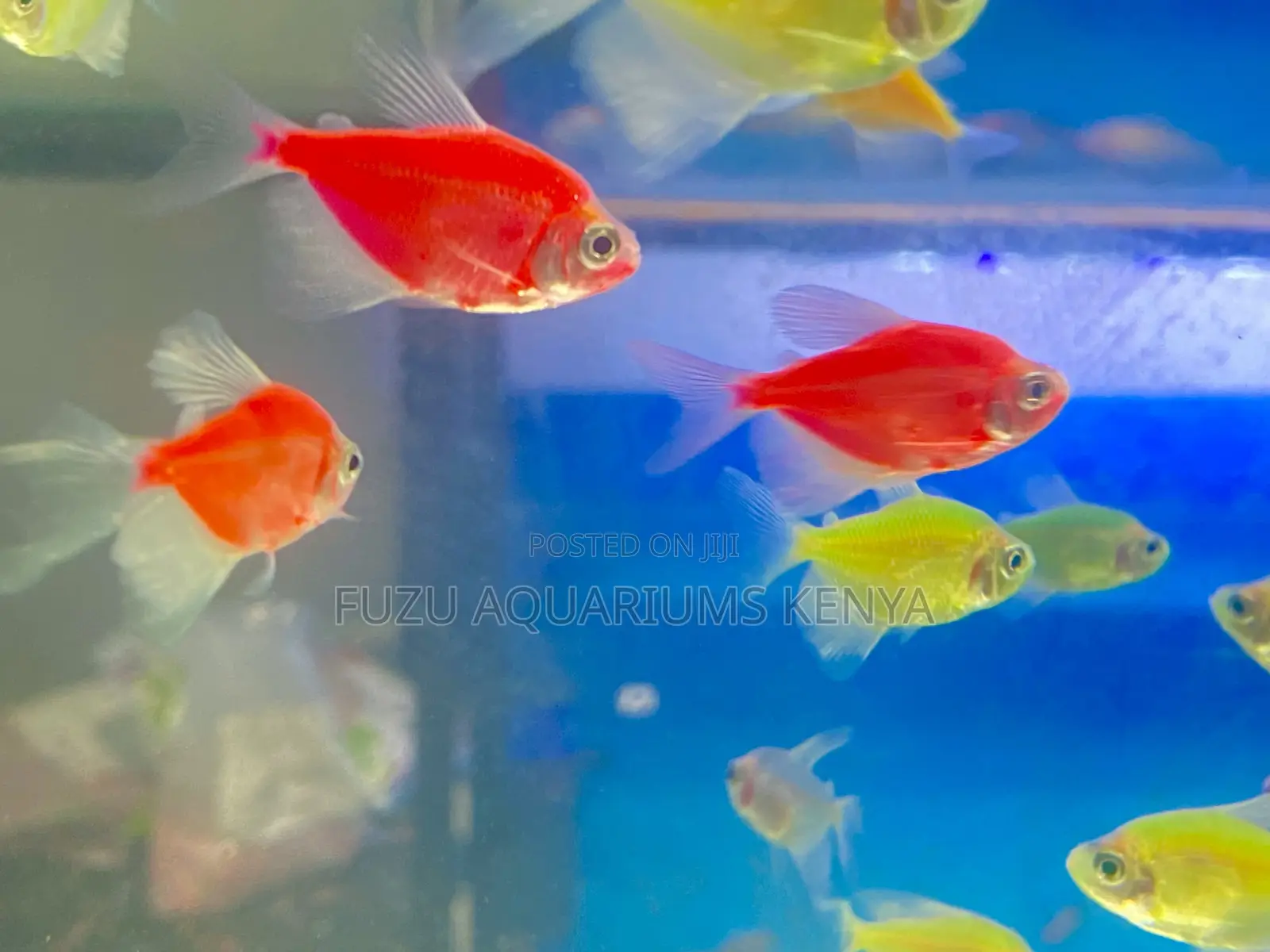 Combo Glow: Pink, Blue, Yellow Glotetras