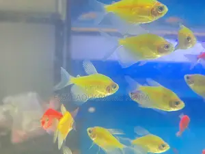Mixed Neon Glotetras – Create a Living Rainbow