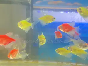 Vibrant Mixed Glotetras – Mood Boosters!