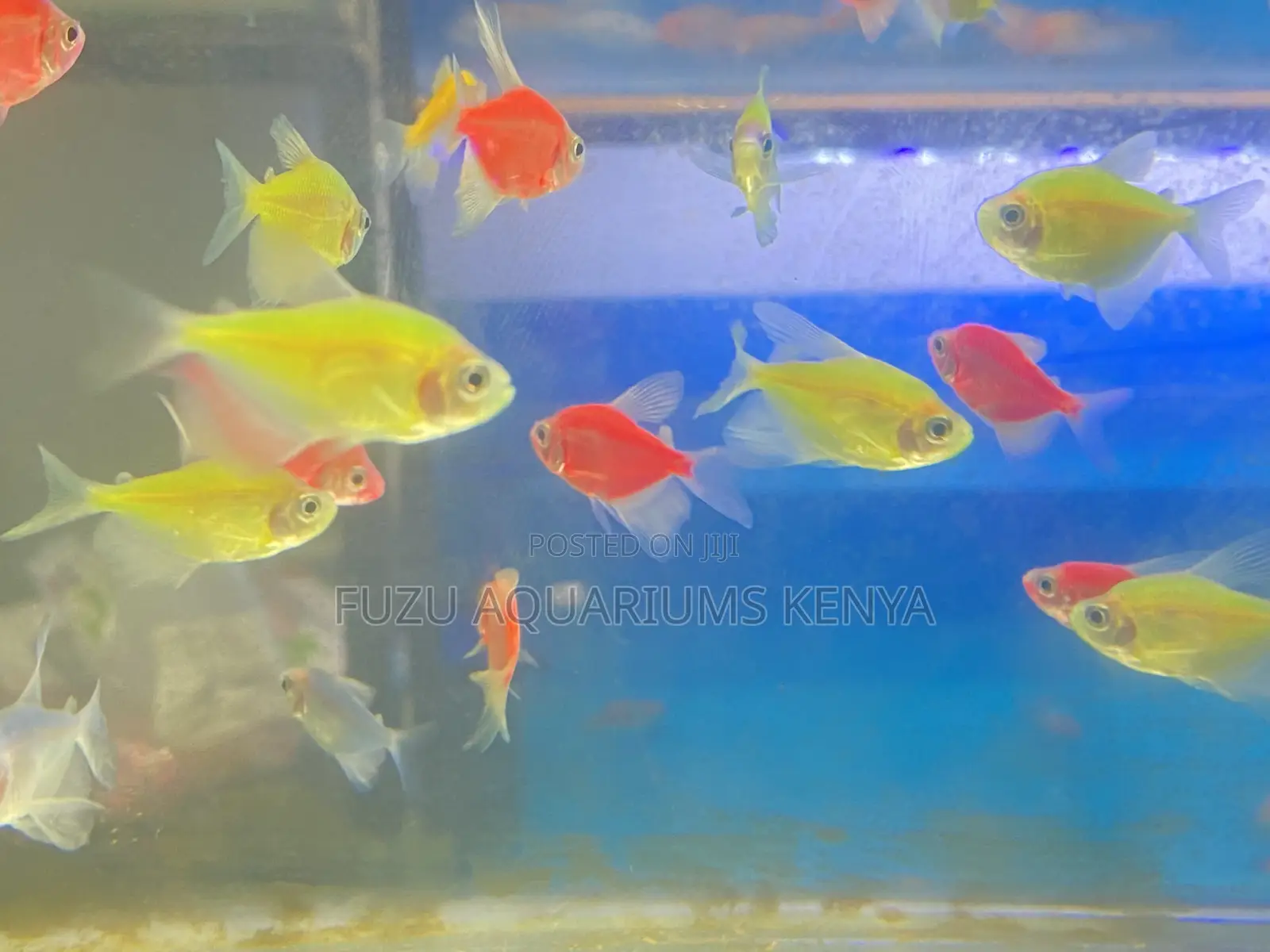 Mixed Led Glotetras – Designed for Glow