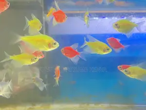Mixed Led Glotetras – Designed for Glow