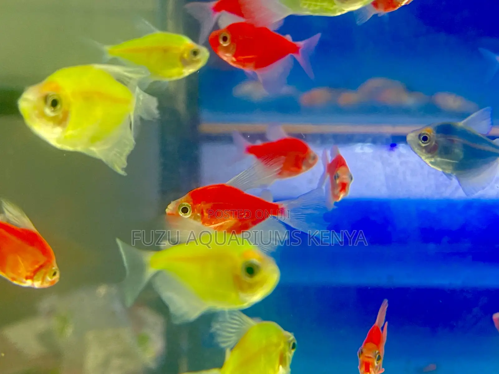 5-Star Glow Fish Pack – Red, Green, Blue, Pink, Yellow