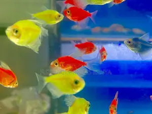 5-Star Glow Fish Pack – Red, Green, Blue, Pink, Yellow