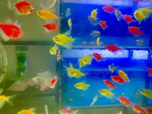 Glotetras in All Colors – Add Movement Magic