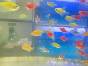 Glotetra Family Set – Color for the Whole Tank