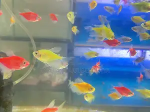 Swimming Highlighters – Glotetras in Action