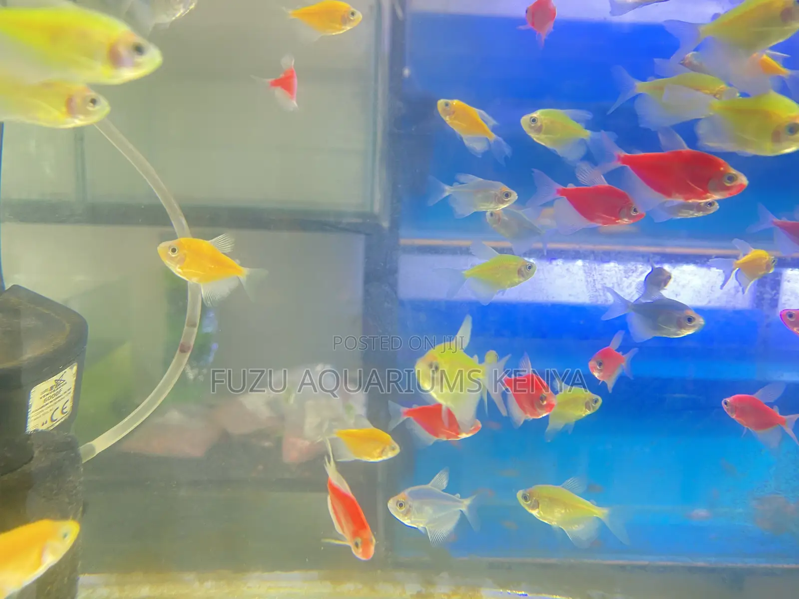 Glotetras – Tiny Dancers in Rainbow Light