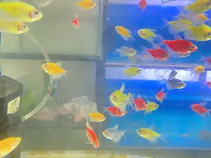 Glotetras – Tiny Dancers in Rainbow Light