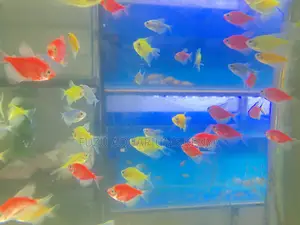 The Fish That Glow – Colorful Glotetras