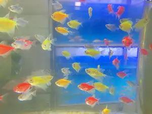 Glotetras – Aquarium’S Natural Nightlight